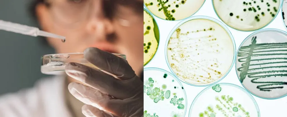 Laboratory glass petri dish 100mm application Laboratory glass petri dish 100mm application